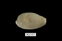 藏品(愛龍寶螺)的圖片